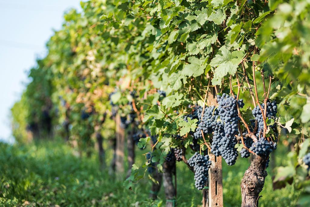 Agriturismo Albarossa Nizza Monferrato Exteriör bild