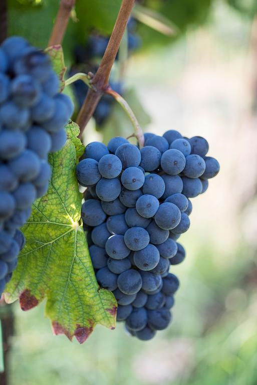 Agriturismo Albarossa Nizza Monferrato Exteriör bild