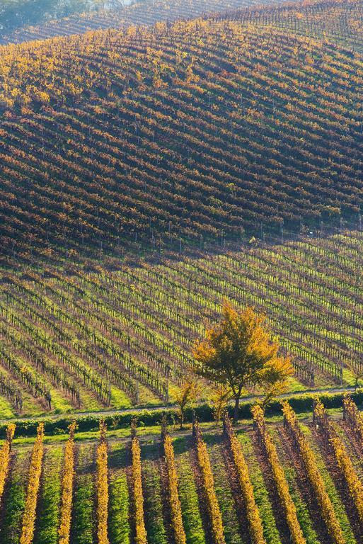 Agriturismo Albarossa Nizza Monferrato Exteriör bild