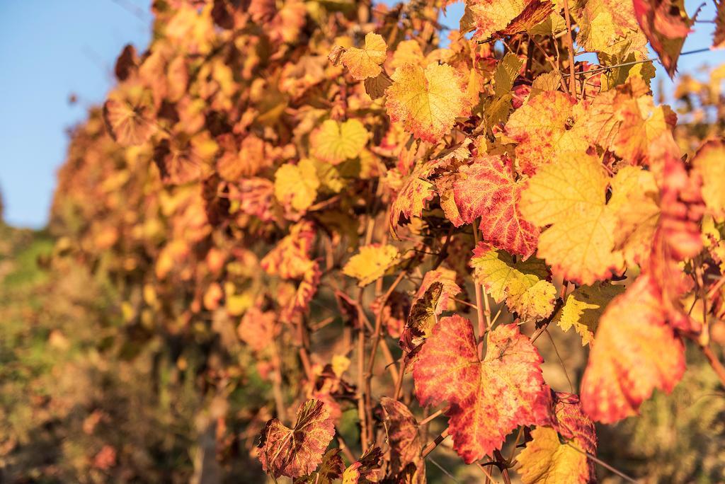 Agriturismo Albarossa Nizza Monferrato Exteriör bild